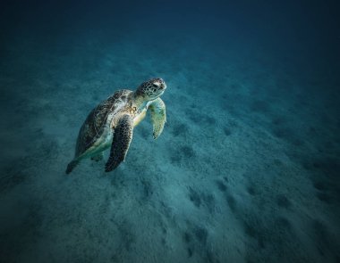 Hawksbill kaplumbağa besleme deniz yosunu, Marsa Alam, Mısır