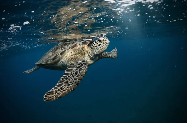 Tartaruga Hawksbill flutuando em água clara azul escuro — Fotografia de Stock