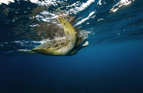 Hawksbill turtle floating in dark blue clear water — Stock Photo, Image