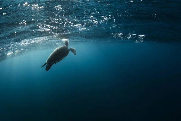 Sötét kék tiszta vízben úszó cserepesteknős — Stock Fotó