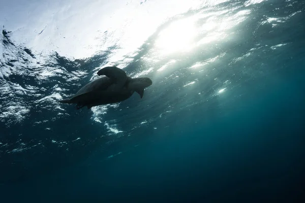 Kilpikonna kelluu tummansinisessä kirkkaassa vedessä — kuvapankkivalokuva