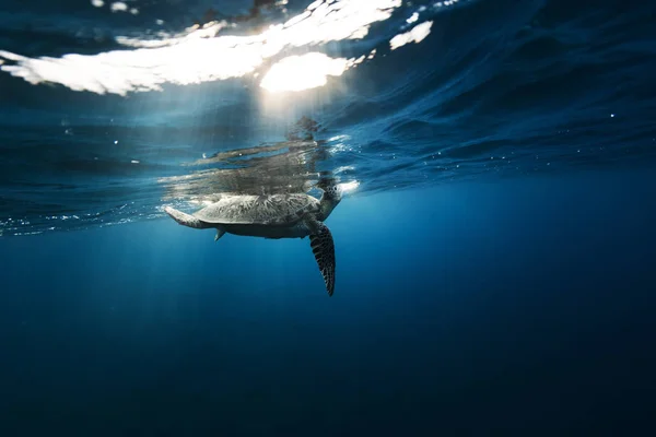 Skilpadden på Hawksbill flyter i mørkeblått, klart vann – stockfoto
