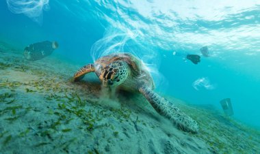 Plastik çöp ile sualtı küresel sorun
