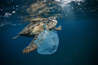 Plastik çöp ile sualtı küresel sorun