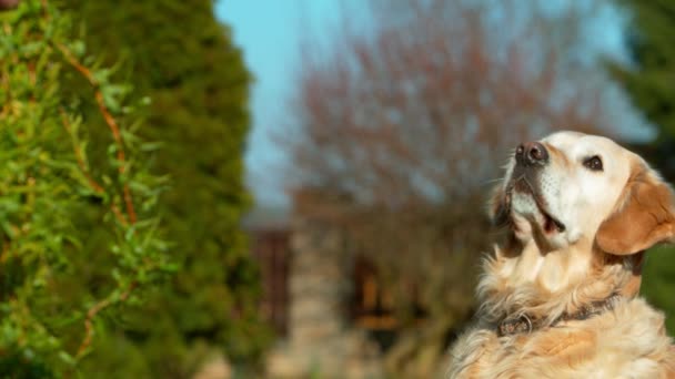 喂食金毛猎犬的超慢动作 在高速影院相机上拍摄 1000 Fps — 图库视频影像