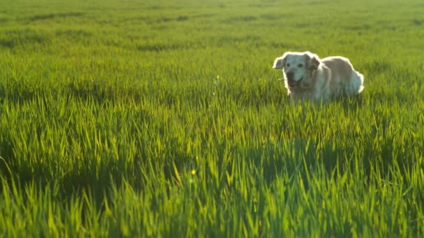 Superzeitlupe Eines Rennenden Hundes Auf Der Wiese Der Vor Der — Stockvideo