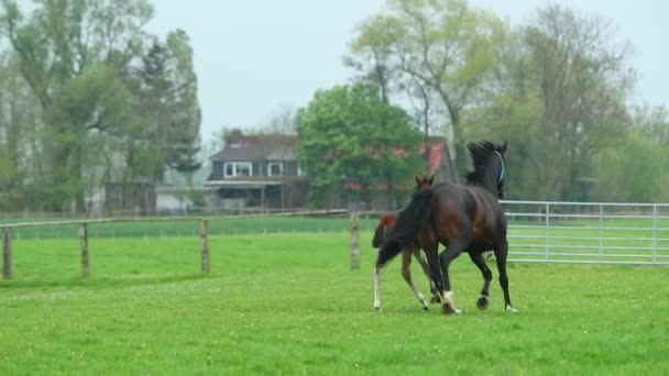 Pomalý Pohyb Koní Běžícím Louce — Stock video