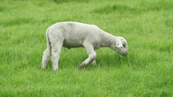 かわいい小さな子羊のスローモーション — ストック動画