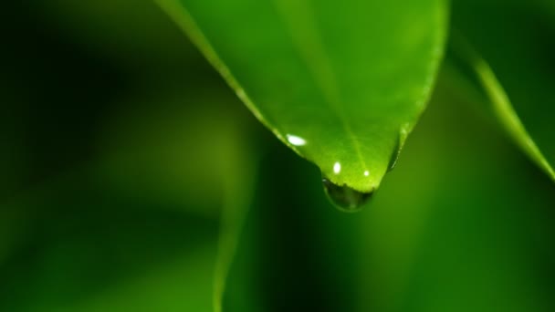 Super Rallentatore Caduta Goccia Acqua Dalla Foglia Girato Cinepresa Alta — Video Stock