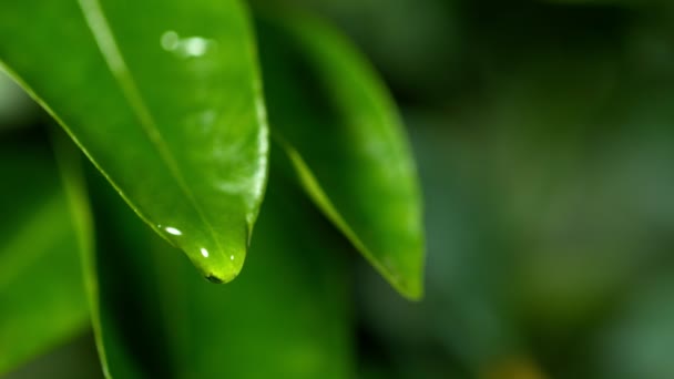 Super Rallentatore Caduta Goccia Acqua Dalla Foglia Girato Cinepresa Alta — Video Stock