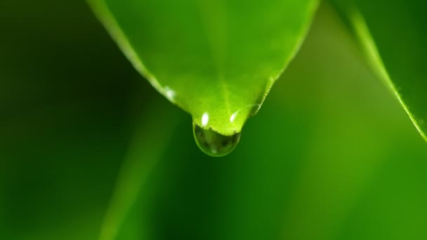 Super Slow Motion Falling Water Drop Leaf Filmed High Speed — Stock Video