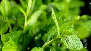Düşen su damlaları ile taze nane Süper yavaş hareket