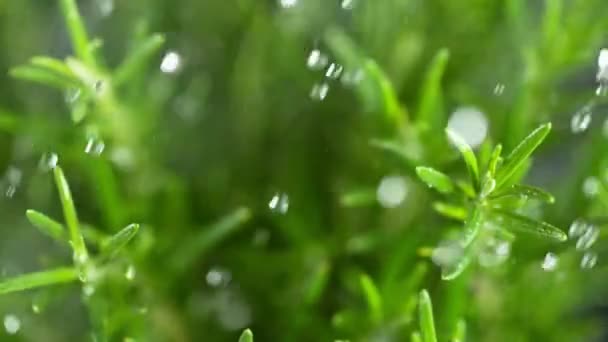 Super Slow Motion Fresh Rosemary Falling Water Drops — Stock Video