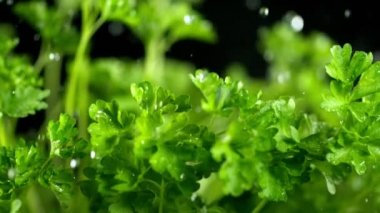 Düşen su damlaları ile taze maydanoz Süper yavaş hareket