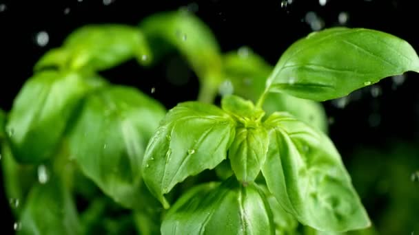 Super Cámara Lenta Albahaca Fresca Con Gotas Agua Que Caen — Vídeo de stock