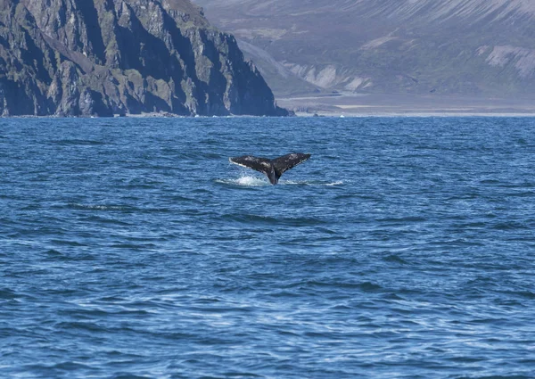 Detalle de la cola de la aleta jorobada, Islandia — Foto de Stock