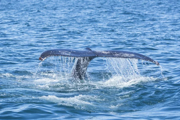 Détail de la queue du rorqual à bosse, Islande — Photo