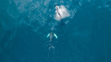 Kambur balinanın havadan görünümü, İzlanda.