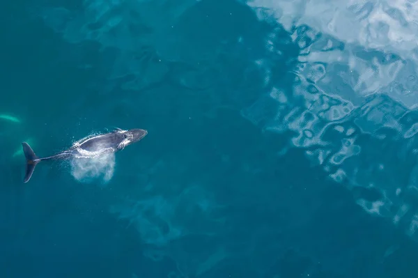 Vista aérea de la ballena jorobada, Islandia . — Foto de Stock