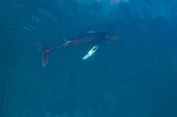 Vista aérea de la ballena jorobada, Islandia . — Foto de Stock