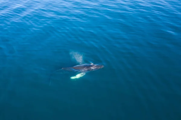 Vista aérea de la ballena jorobada, Islandia . — Foto de Stock