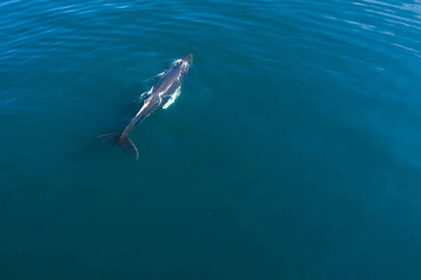 Εναέρια θέα του καμπούρη φάλαινα, Ισλανδία. — Φωτογραφία Αρχείου