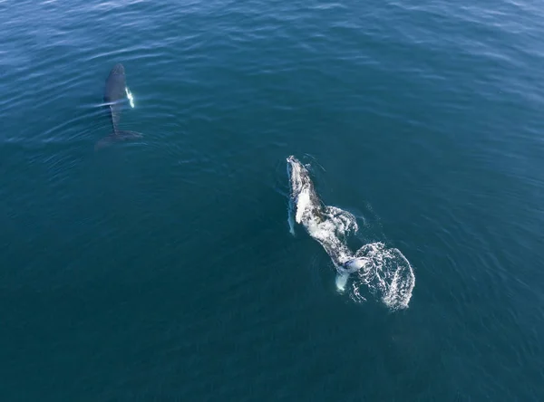 Vista aérea de la ballena jorobada, Islandia . — Foto de Stock