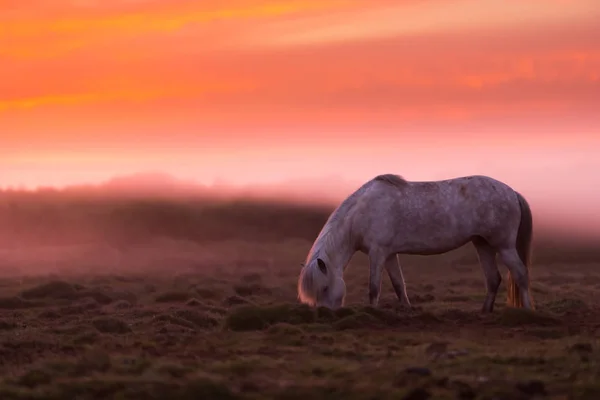 Güzel gün batımında İzlanda atı Grubu — Stok fotoğraf