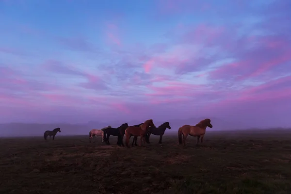 Güzel gün batımında İzlanda atları Grubu — Stok fotoğraf