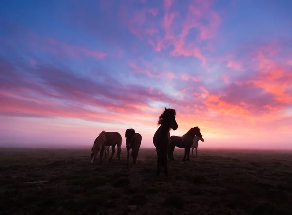 Grupo de caballos islandeses en hermoso atardecer — Foto de Stock