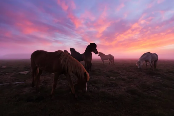 Güzel gün batımında İzlanda atları Grubu — Stok fotoğraf