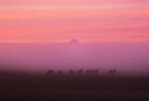 Güzel gün batımında İzlanda atları Grubu — Stok fotoğraf