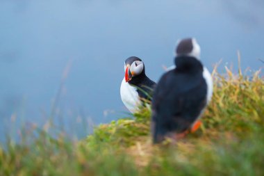 Sevimli ikonik puffin kuşları, İzlanda