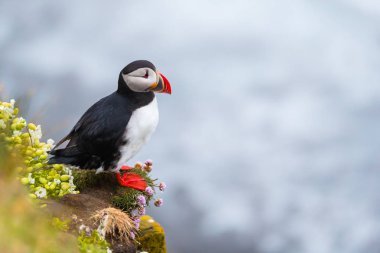 Sevimli ikonik puffin kuşu, İzlanda