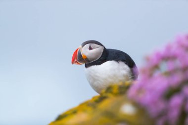 Sevimli ikonik puffin kuşu, İzlanda