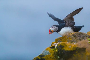 Sevimli ikonik puffin kuşu, İzlanda