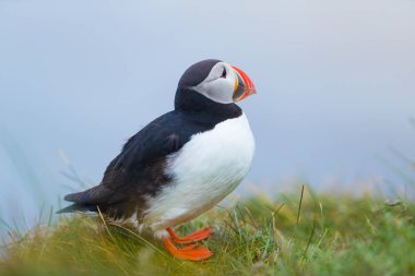 Sevimli ikonik puffin kuşu, İzlanda
