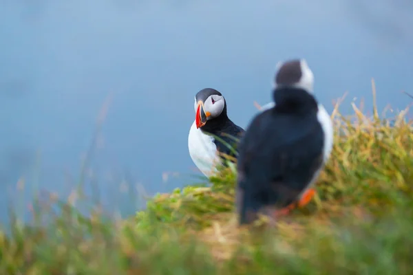 Sevimli ikonik puffin kuşları, İzlanda — Stok fotoğraf