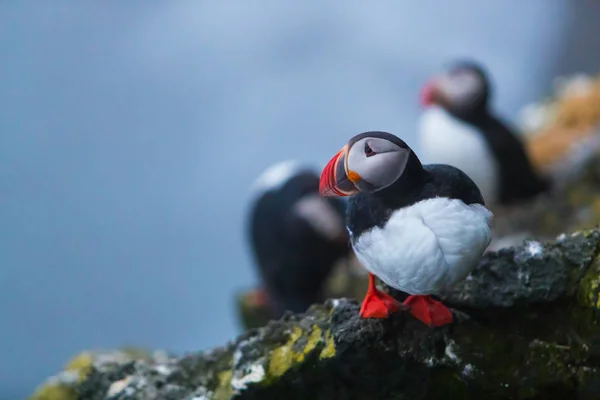 Sevimli ikonik puffin kuşları, İzlanda — Stok fotoğraf