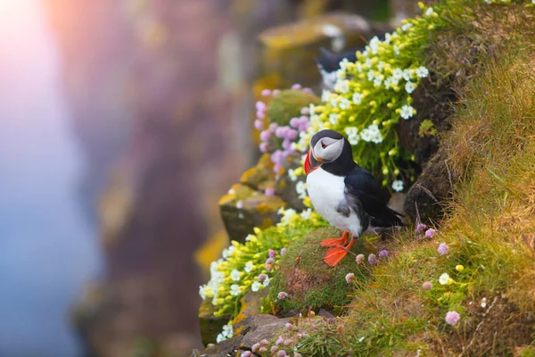 Sevimli ikonik puffin kuşu, İzlanda — Stok fotoğraf