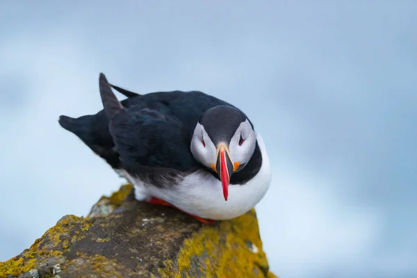 Söt ikonisk Puffin Bird, Island — Stockfoto