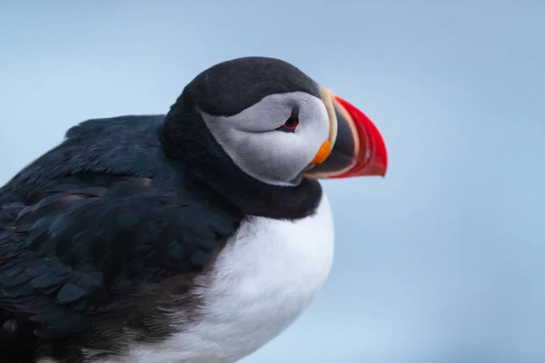 Sevimli ikonik puffin kuşu, İzlanda — Stok fotoğraf