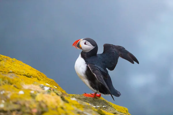 Lindo ave icónica del frailecillo, Islandia — Foto de Stock