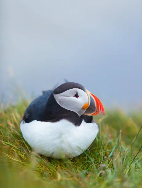 Lindo ave icónica del frailecillo, Islandia — Foto de Stock