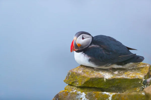 Lindo ave icónica del frailecillo, Islandia — Foto de Stock