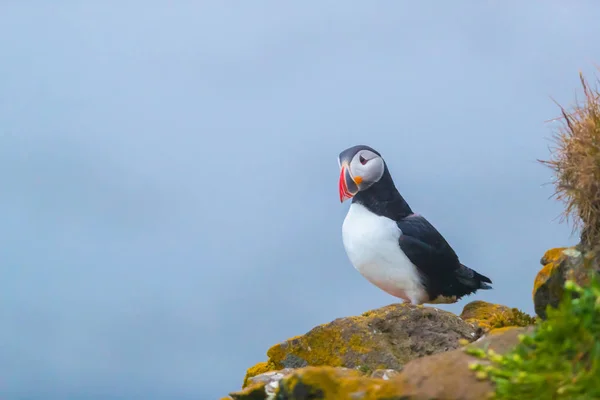 Sevimli ikonik puffin kuşu, İzlanda — Stok fotoğraf