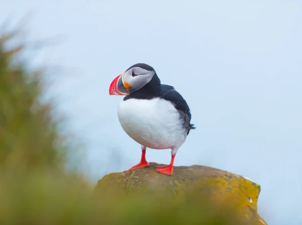 Söt ikonisk Puffin Bird, Island — Stockfoto