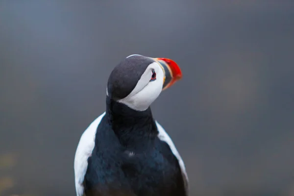 Mignon oiseau macareux emblématique, Islande — Photo