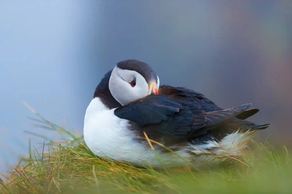 Söt ikonisk Puffin Bird, Island — Stockfoto