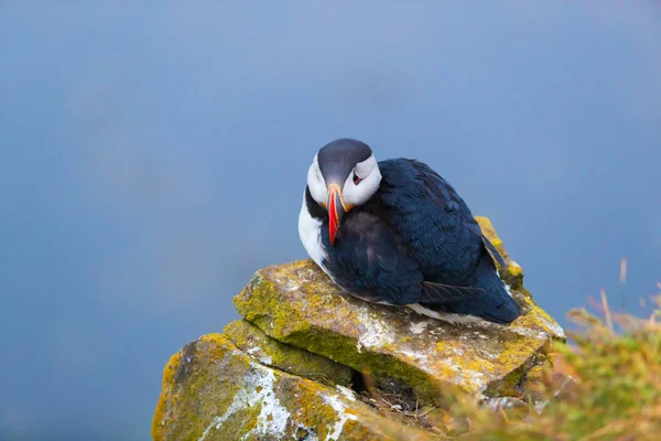 Söt ikonisk Puffin Bird, Island — Stockfoto